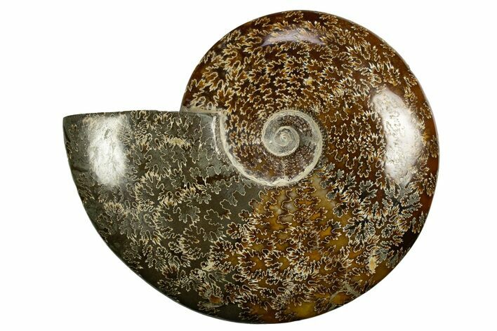 Polished, Agatized Ammonite (Cleoniceras) - Madagascar #327688